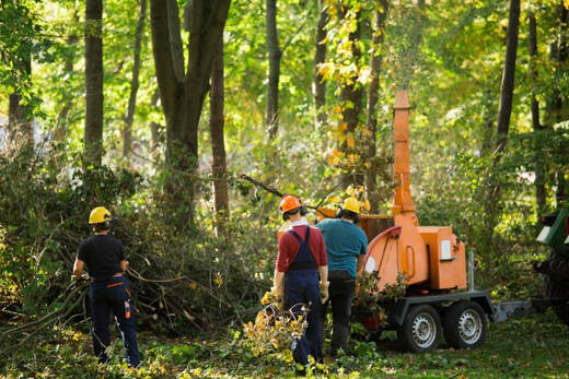 An image of Tree Services in Needham, MA