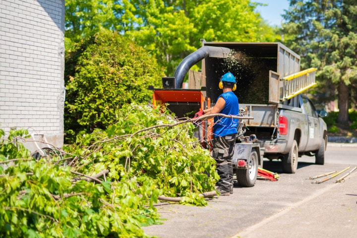 An image of Tree Removal Services in Needham, MA
